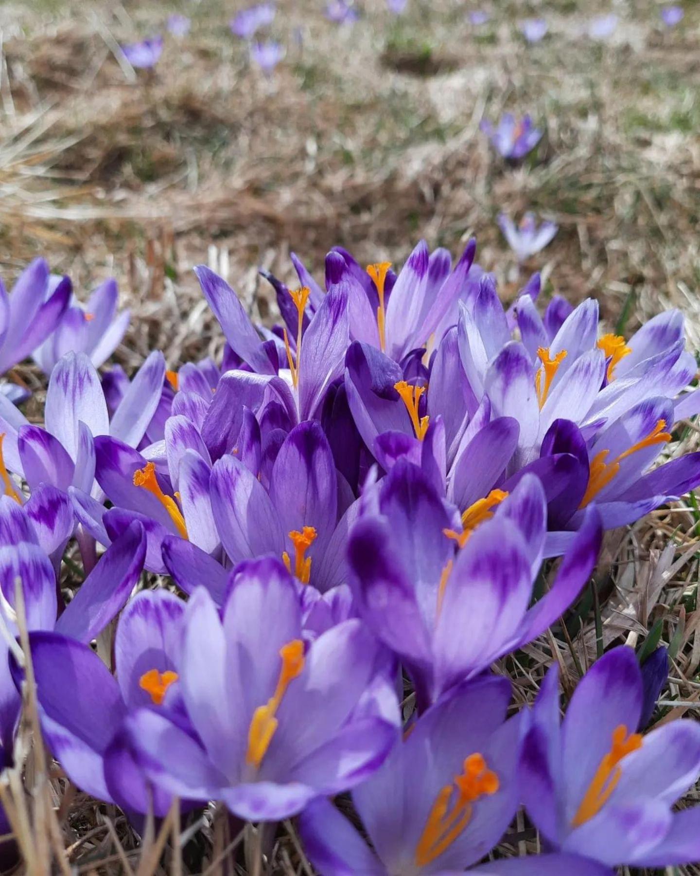 Góralska Chata przy Dolinie Chochołowskiej Witów Exterior foto
